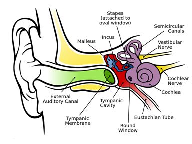 Down Syndrome and Hearing Loss